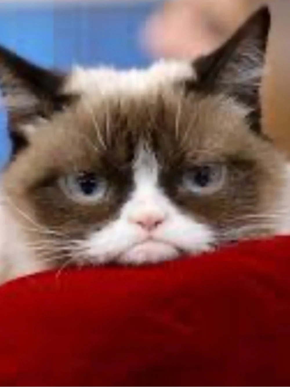Craft Beads, GRUMPY CAT - NOT HAPPY, Jewelry Supplies, loose bulk beads